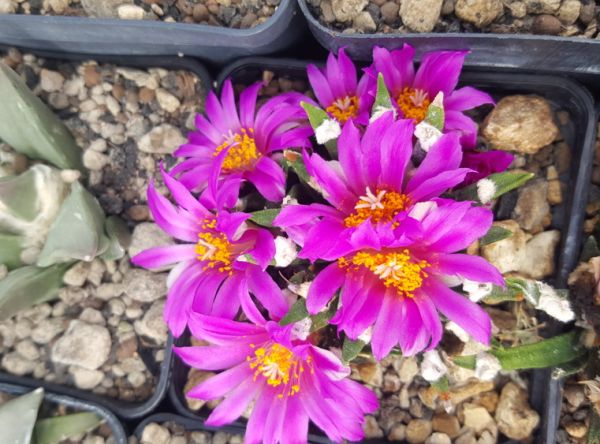 Ariocarpus agavoides